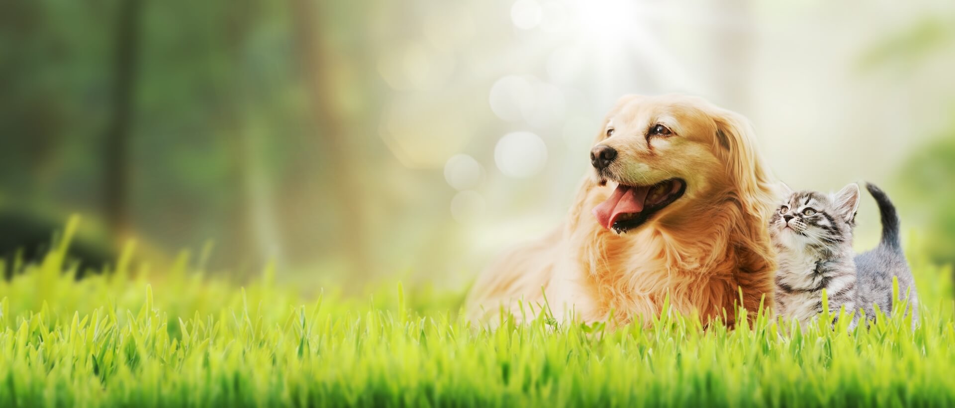 Clear Fork Veterinary Clinic