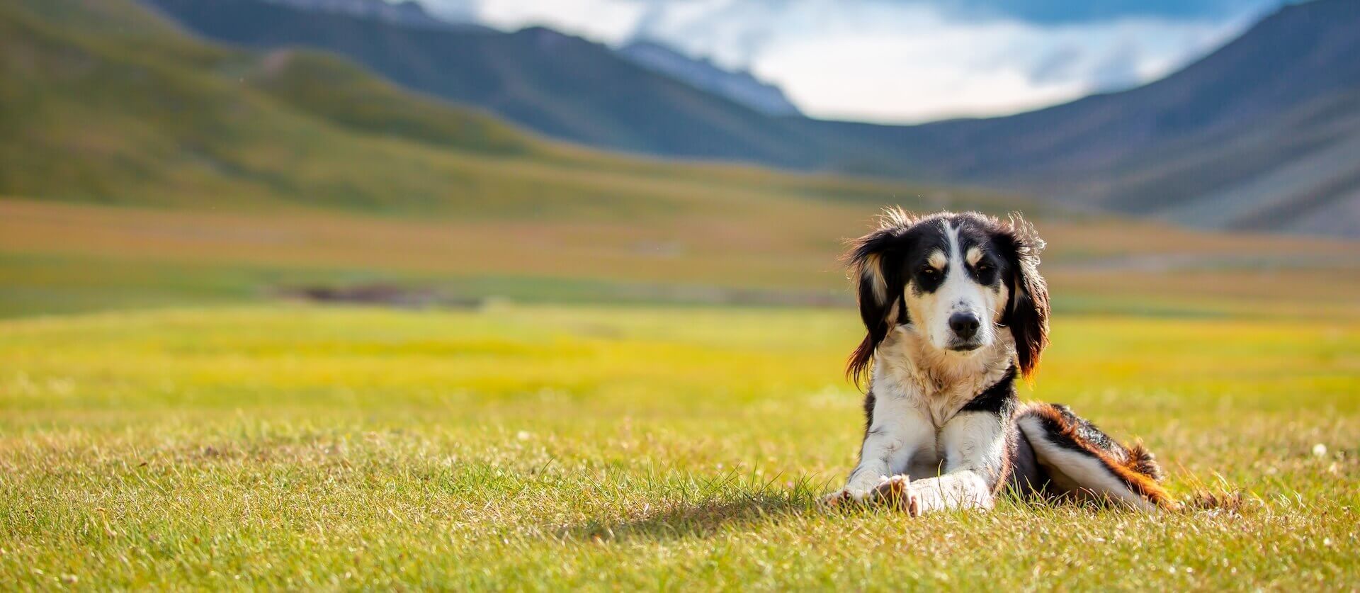 veterinarian in Aledo TX 1