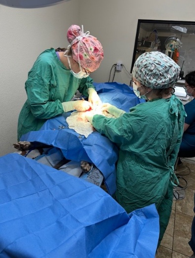 Dr. Emily Kingston performing surgery at Clear Fork Veterinary Clinic
