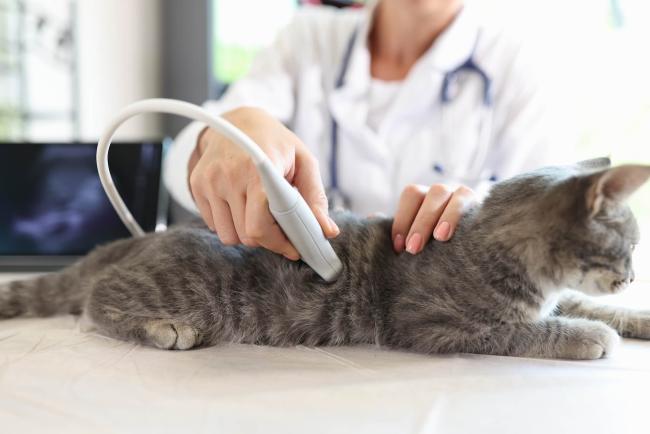 Internal Medicine