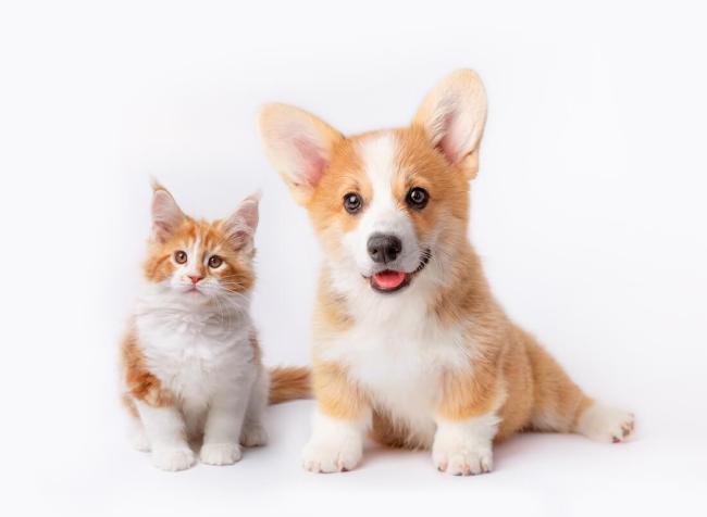 Wellness Exams for Your Dog and or Cat