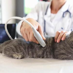 General Pet Medicine in Aledo