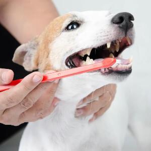 Pet Dentistry in Aledo